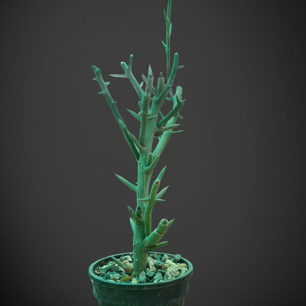 Adenia globosa