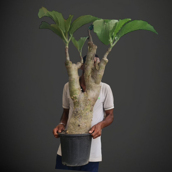 Cyphostemma juttae
