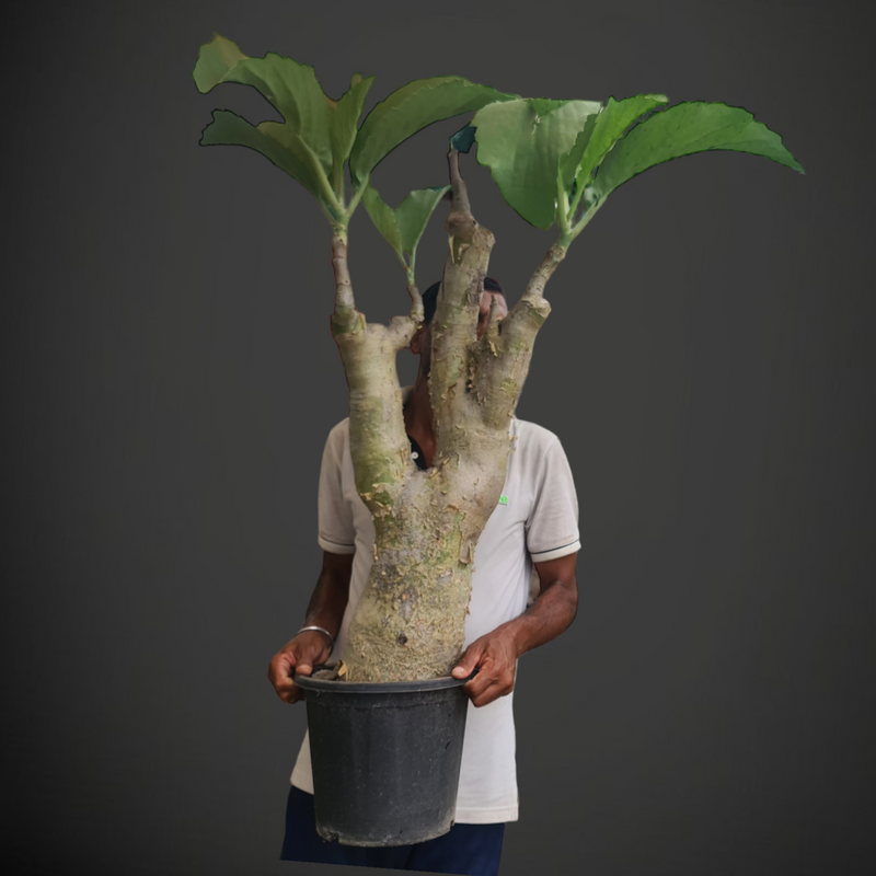 Cyphostemma juttae