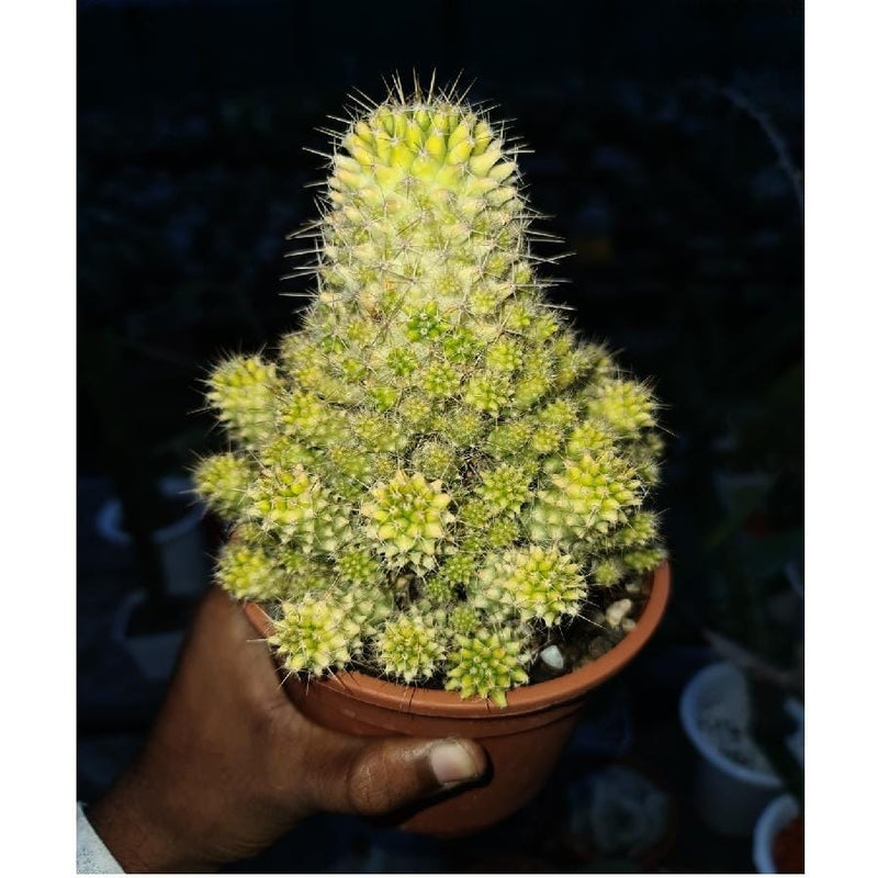 Mammillaria compressa variegated 4_INCHS_RAUND_N_POT WITH_POT