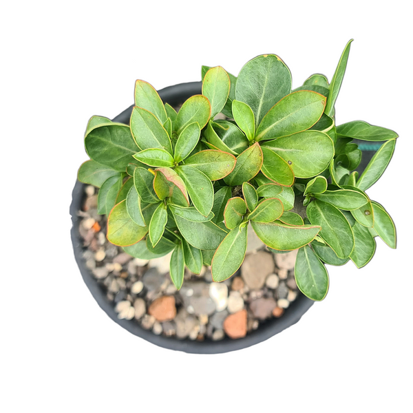 Adenium arebicum Saudi yack