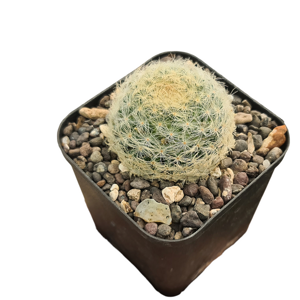 Mammillaria bocasana_cactus_plant
