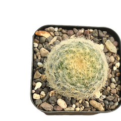 Mammillaria bocasana_cactus_plant