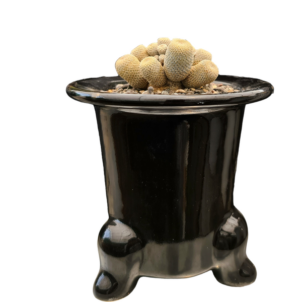 Epithelantha bokei