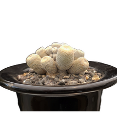 Epithelantha bokei