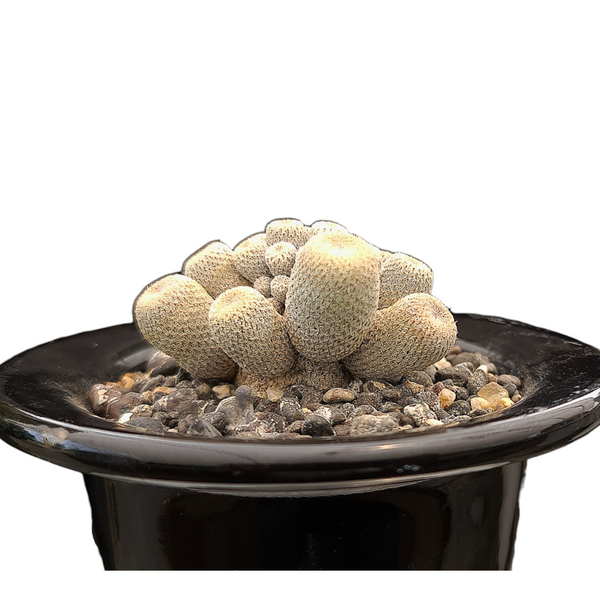 Epithelantha bokei