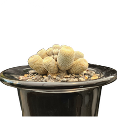 Epithelantha bokei