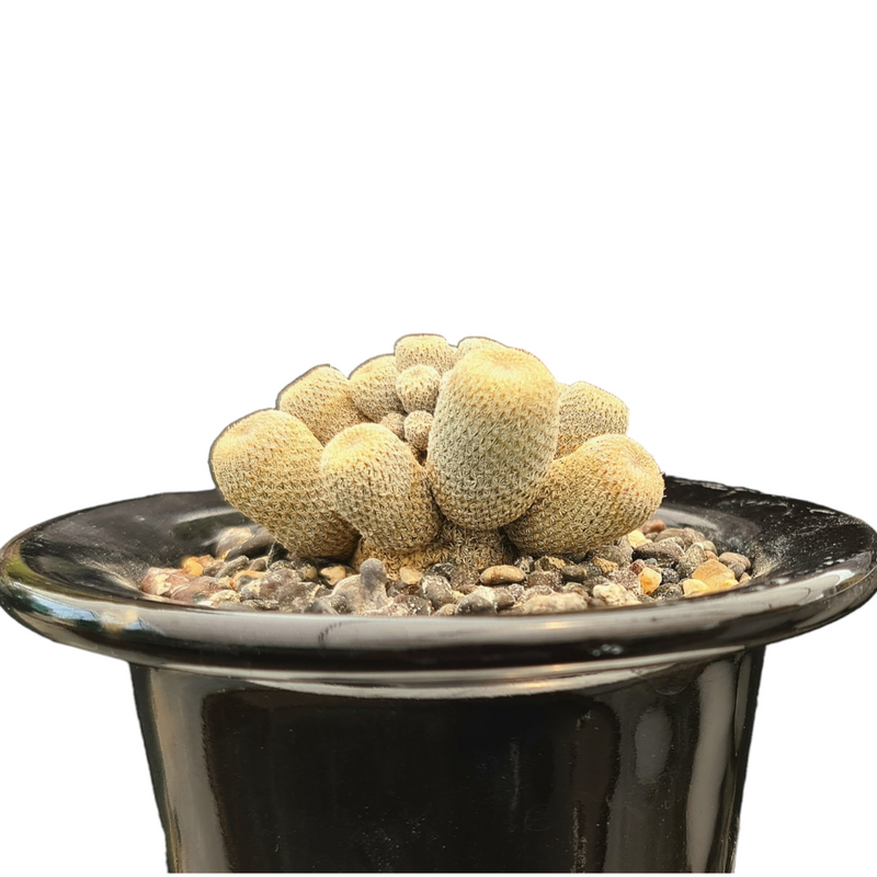 Epithelantha bokei