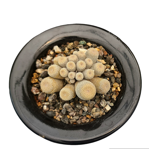 Epithelantha bokei