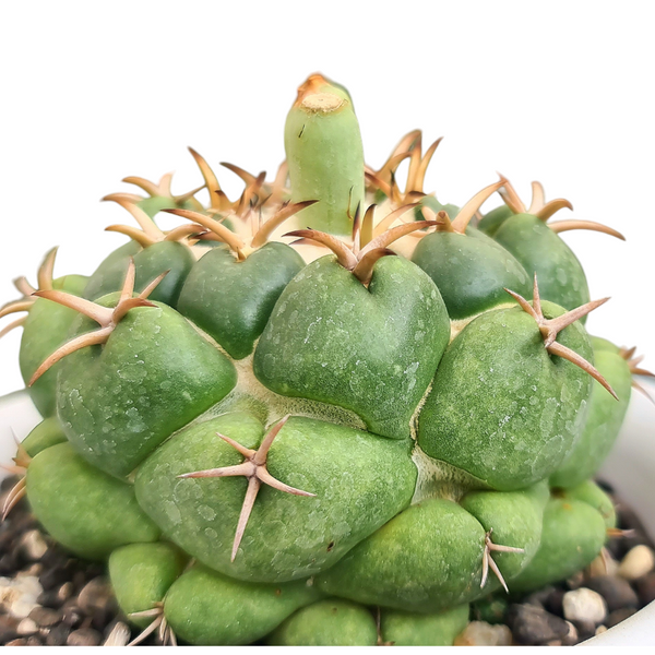 Coryphantha elephantidens cv Zougemaru