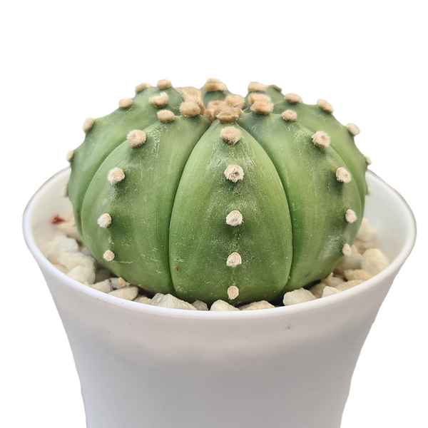 Astrophytum Asterius cv ooibo