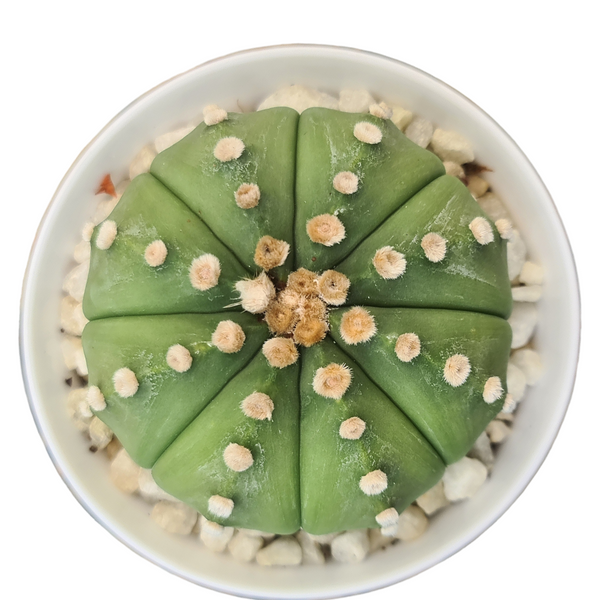 Astrophytum Asterius cv ooibo