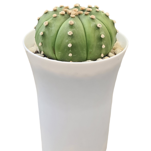 Astrophytum Asterius cv ooibo