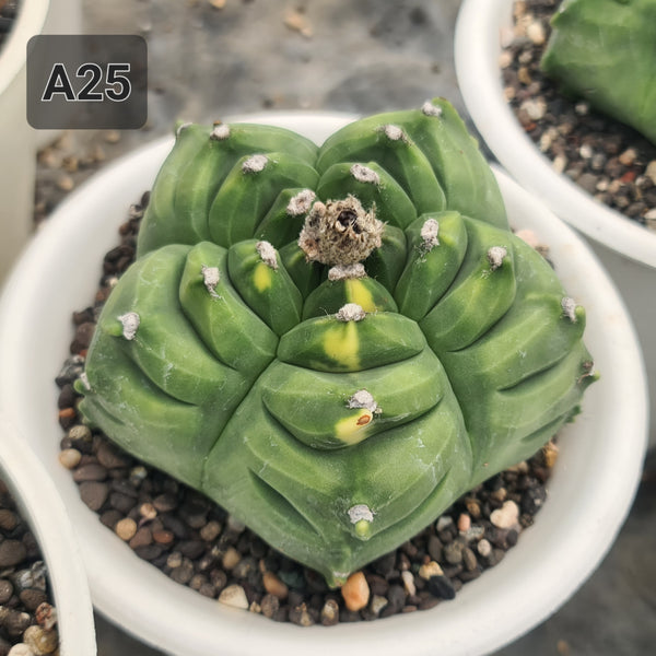 ASTROPHYTUM NUDAM CV BALL KIKKO seeds