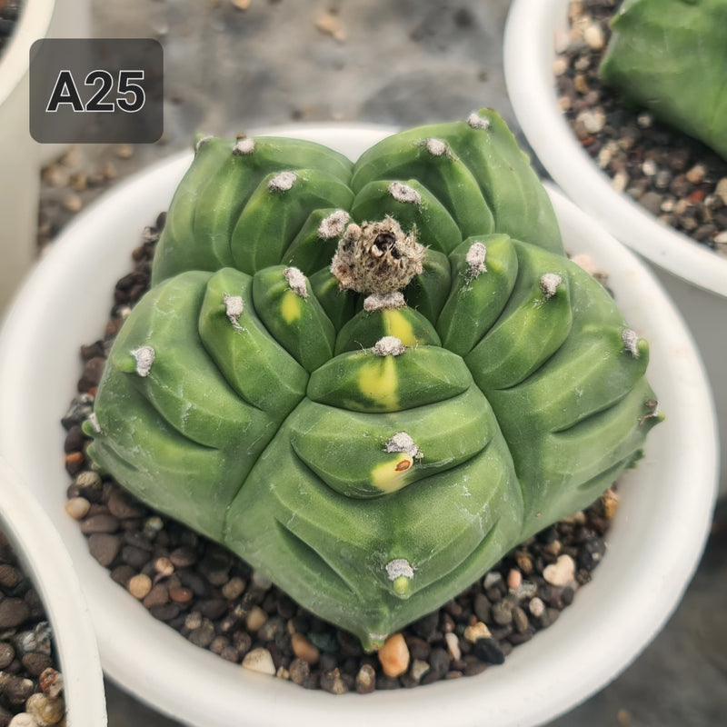 ASTROPHYTUM NUDAM CV BALL KIKKO seeds