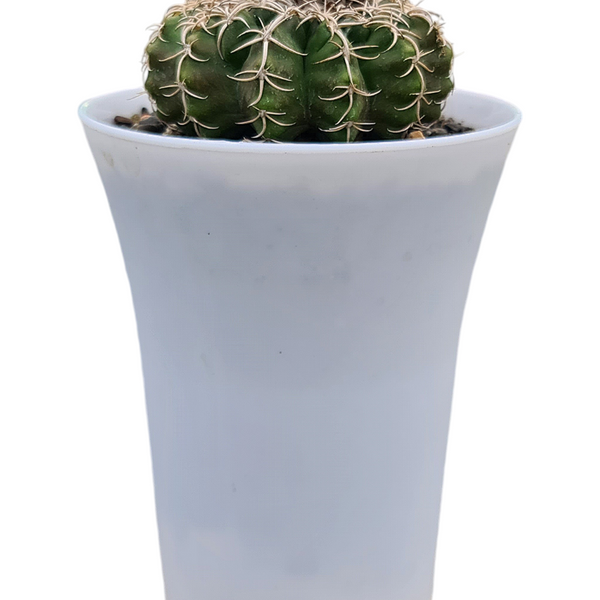 Discocactus pesidohostti D.E24