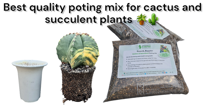 Cactus and succulent poting mix