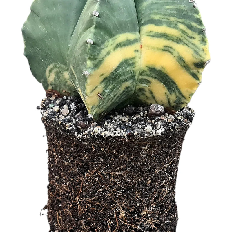 Potting mix Cactus and succulent