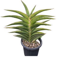Sansevieria Warshiik Lav. et al. 23154