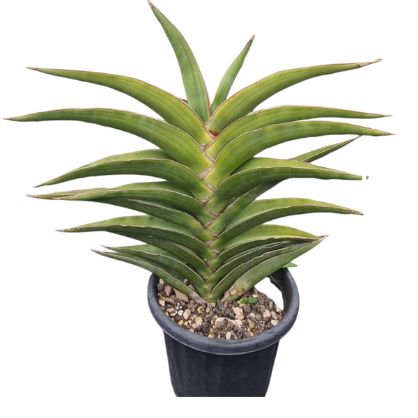 Sansevieria Warshiik Lav. et al. 23154