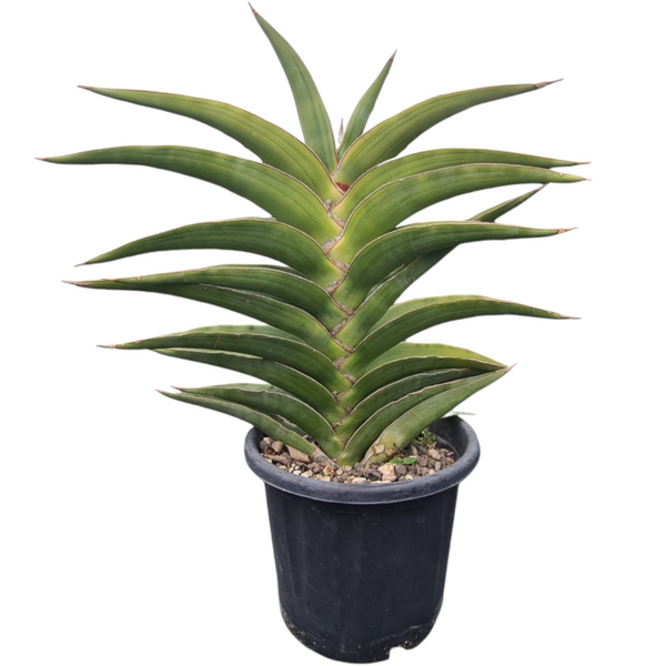 Sansevieria Warshiik Lav. et al. 23154