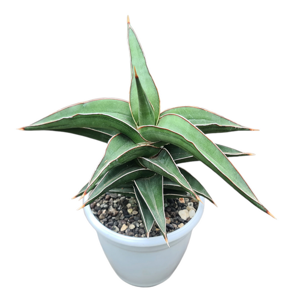 Sansevieria lavranos 23251 4_INCHS_POT_DIAMIATRA WITHOUT_POT