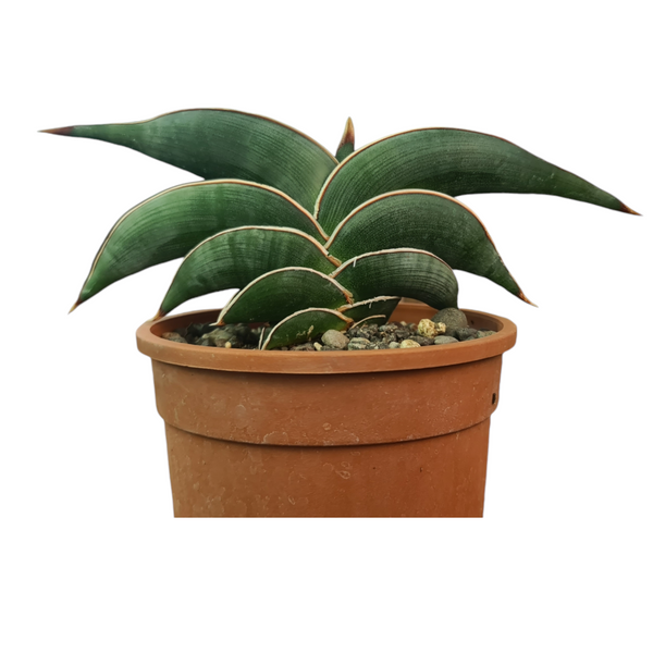 Sansevieria rorida