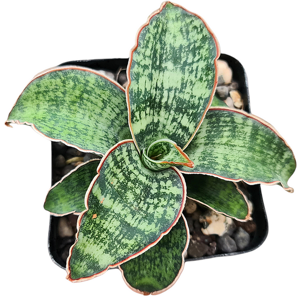 Sansevieria hargeisana Hargeysa CG207.2