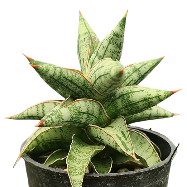 Sansevieria suffruticosa Blue Clone CG242.1