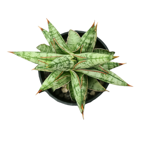 Sansevieria suffruticosa Blue Clone CG242.1