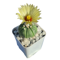 Combo of 6 Different Exotic cactus varieties