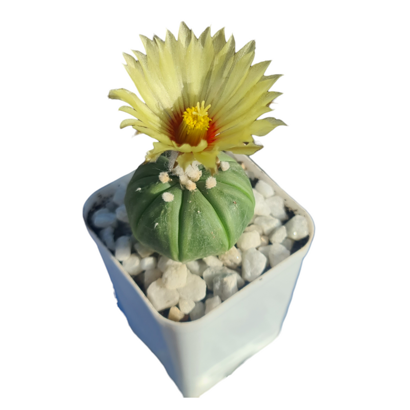 Combo of 6 Different Exotic cactus varieties