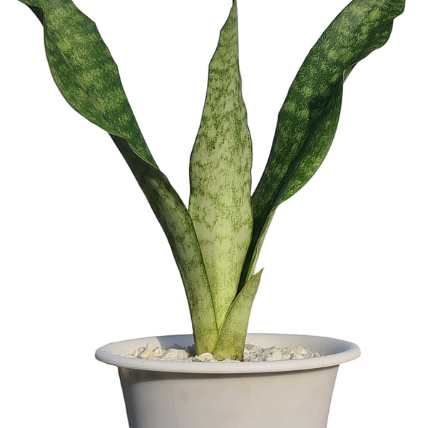 Sansevieria aubrytiana ( SNAKE PLANT  oxygen plant succulents )