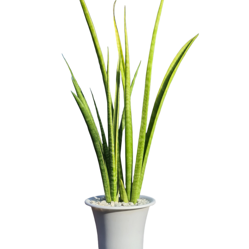 Sansevieria stella Oxygen plant