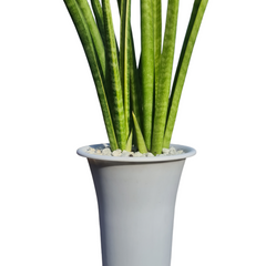 Sansevieria stella Oxygen plant