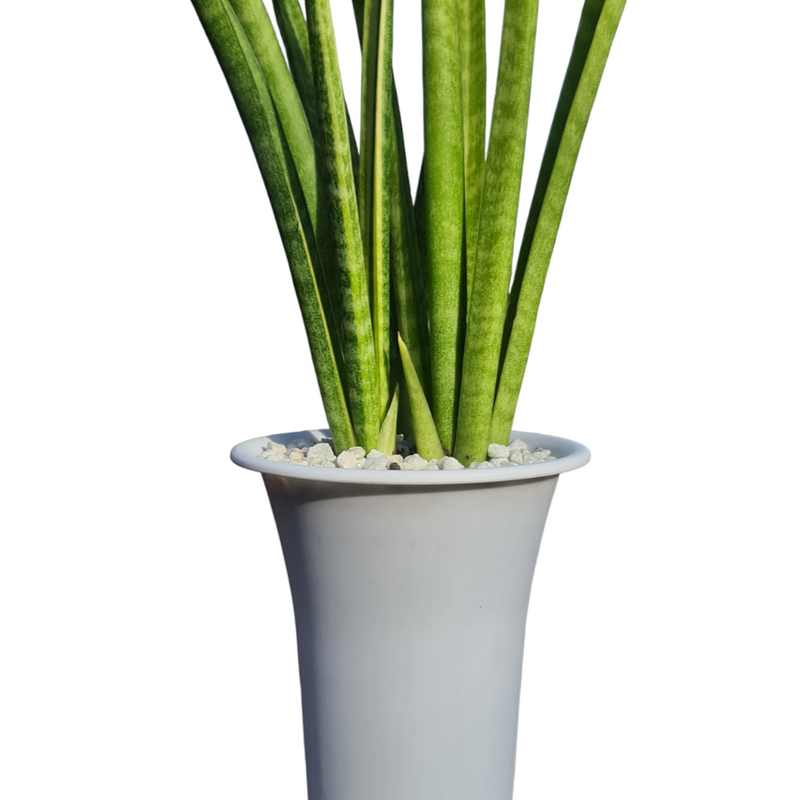 Sansevieria stella Oxygen plant