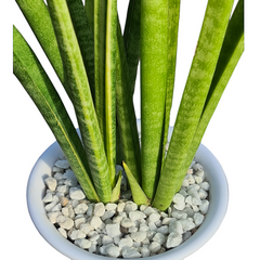 Sansevieria stella Oxygen plant