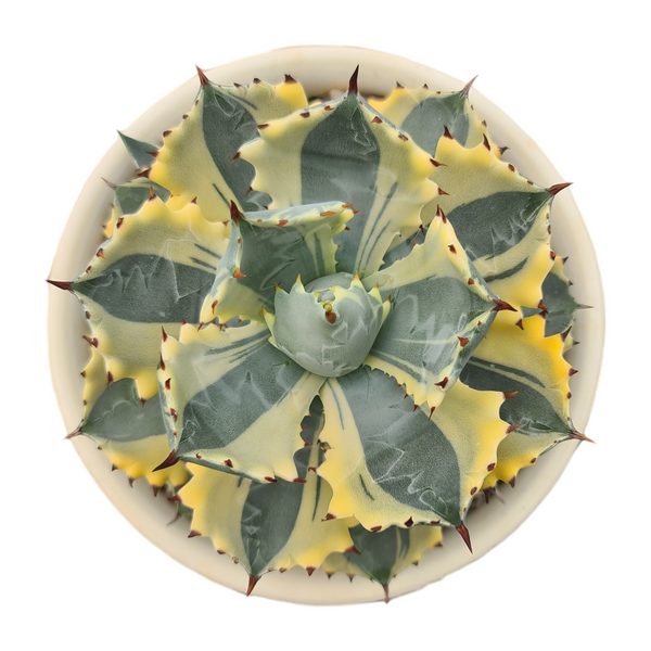 Agave isthmensis kabutogani marginata variegated