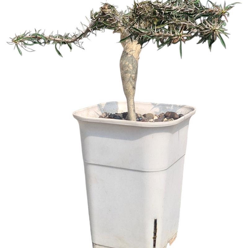 Euphorbia beharensis cv rossi