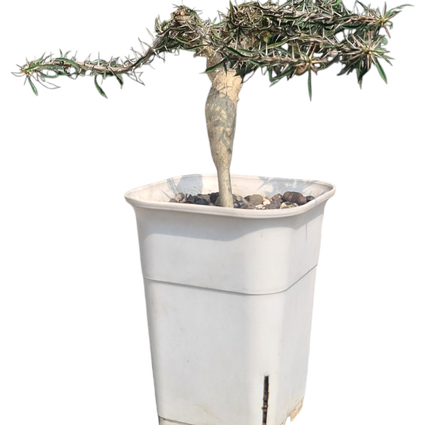 Euphorbia beharensis cv rossi 6_INCHS_RAUND_N_POT WITHOUT_POT_SHIPPING