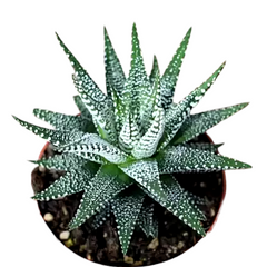 Haworthia attenuata Cape Town 3_INCHS_QUARE_POT WHITHOUT_POT_SHIPPING