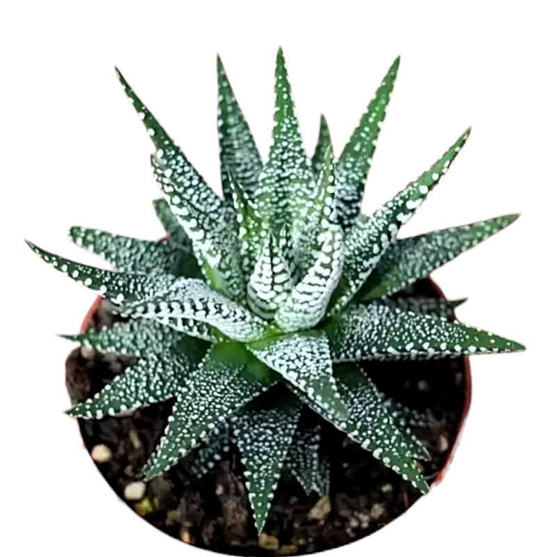 Haworthia attenuata Cape Town 3_INCHS_QUARE_POT WHITHOUT_POT_SHIPPING