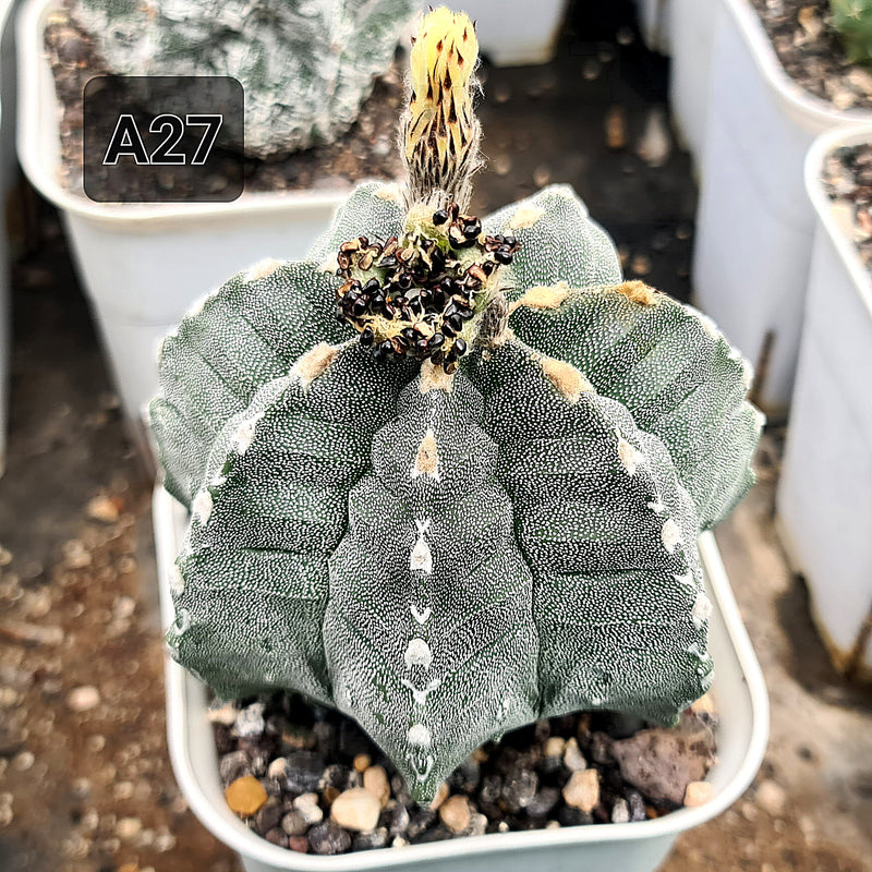 Astrophytum myriostigma Suzannami cv kkiko