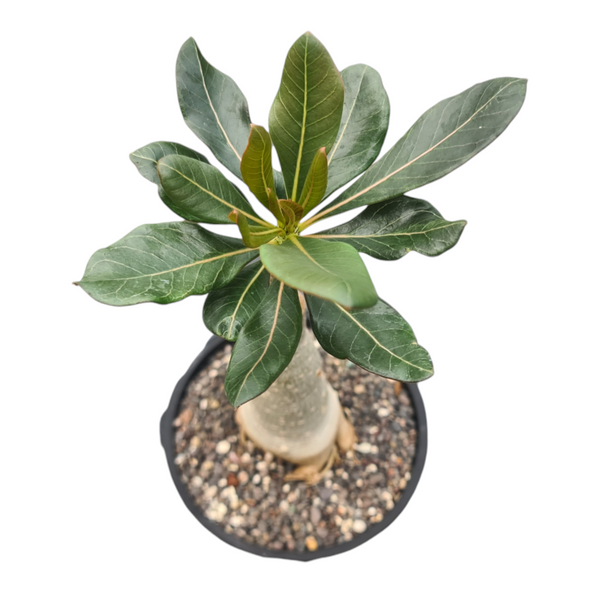 Adenium socotranum