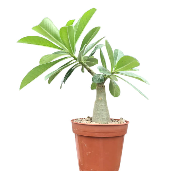 Adenium eye of storm