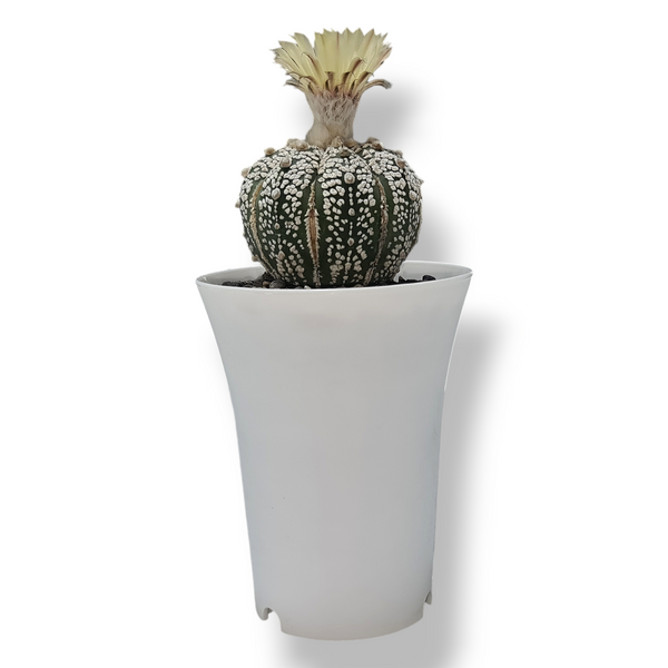 Astrophytum super kabuto cv ooibo A86