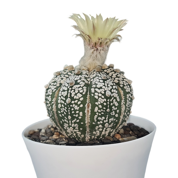 Astrophytum super kabuto cv ooibo A86