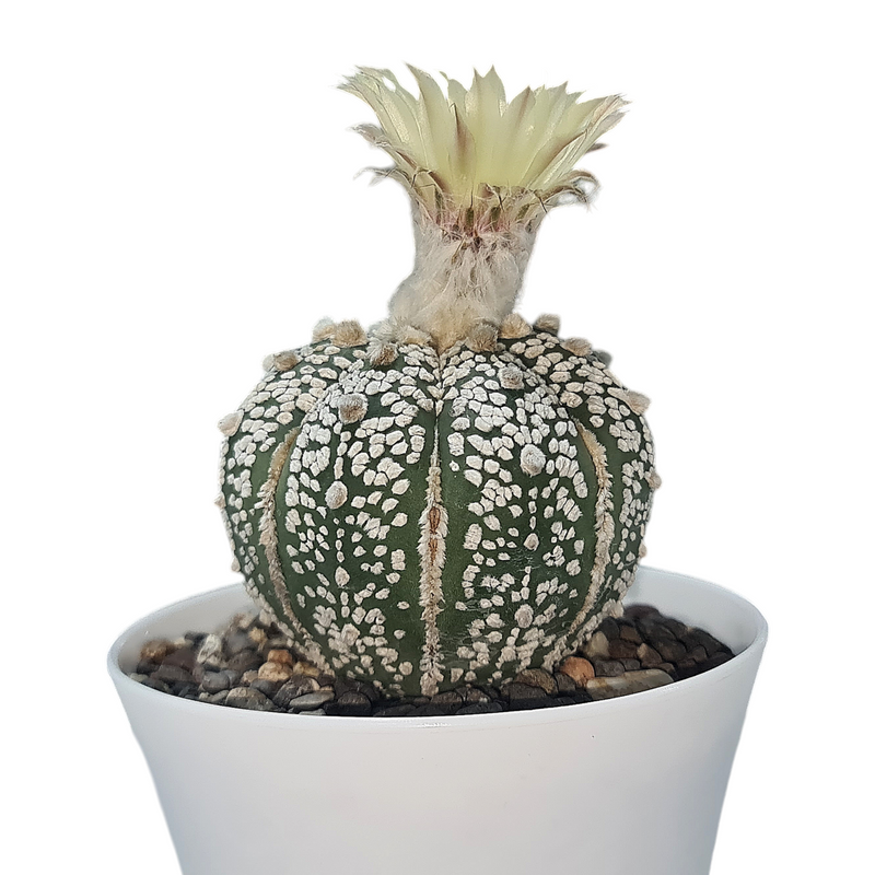 Astrophytum super kabuto cv ooibo A86