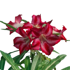 Adenium crispum hybrid