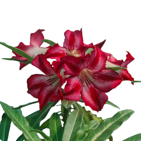 Adenium crispum hybrid